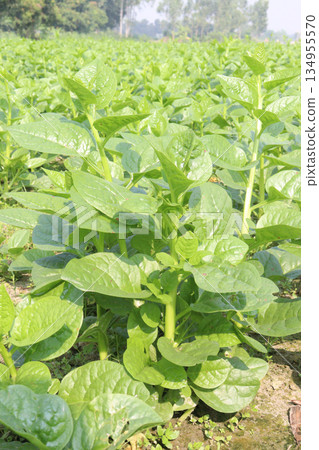 Malabar spinach on farm for harvesting Malabar spinach on farm for harvesting 134955570