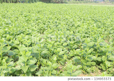 Malabar spinach on farm for harvesting Malabar spinach on farm for harvesting 134955573