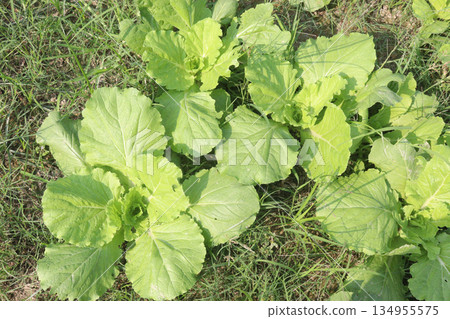 Lettuce plant on farm for sell are cash crops Lettuce plant on farm for sell are cash crops 134955575