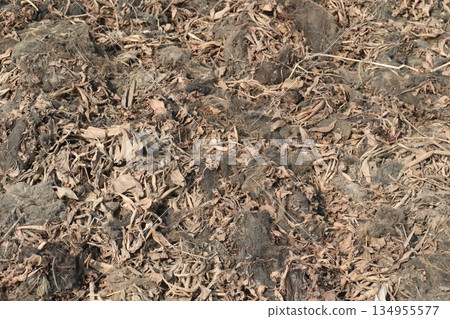dried water hyacinth on field for fertilizer dried water hyacinth on field for fertilizer 134955577