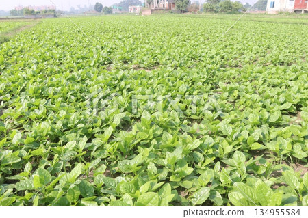 Malabar spinach on farm for harvesting 134955584