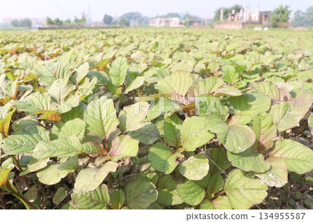 green amaranth farm on field 134955587