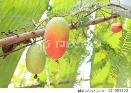 Coccinia grandis leaf plant on farm Coccinia grandis leaf plant on farm 134955590