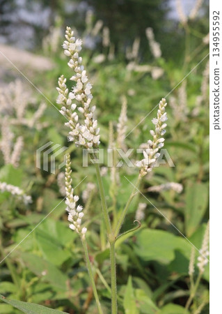 Pale smartweed flower and medicinal plant Pale smartweed flower and medicinal plant 134955592