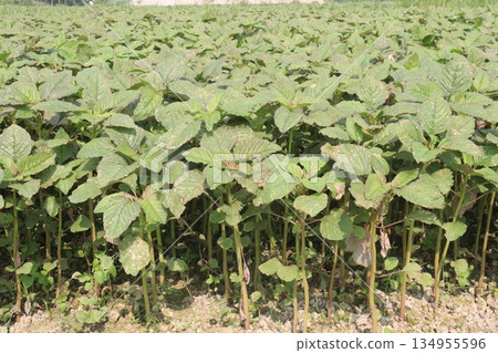 green amaranth farm on field green amaranth farm on field 134955596