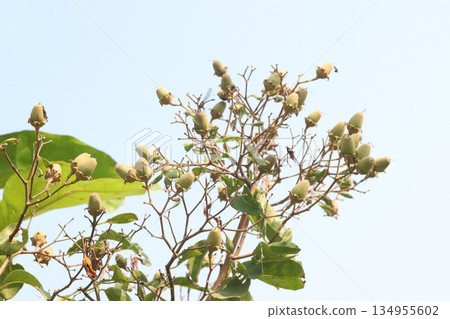 Paulownia tomentosa flower plant on nursery 134955602