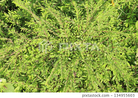 phyllanthus myrtifolius plant on nursery 134955603
