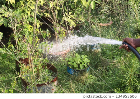 Water Spray on tree plant 134955606