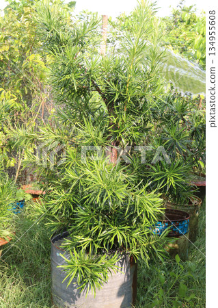 Podocarpus macrophyllus plant on pot Podocarpus macrophyllus plant on pot 134955608