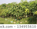 mango tree plant on farm 134955610