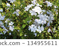plumbago auriculata flower plant on nursery 134955611