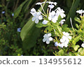 plumbago auriculata flower plant on nursery 134955612