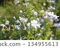 plumbago auriculata flower plant on nursery 134955613