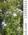 plumbago auriculata flower plant on nursery 134955614