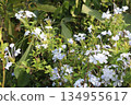 plumbago auriculata flower plant on nursery 134955617
