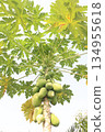 raw papaya on tree in farm 134955618
