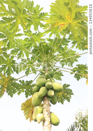 raw papaya on tree in farm raw papaya on tree in farm 134955618