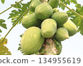 raw papaya on tree in farm 134955619