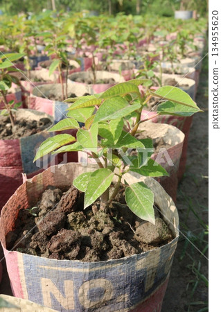 Poinsettia flower plant on nursery Poinsettia flower plant on nursery 134955620