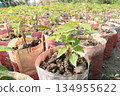 Poinsettia flower plant on nursery 134955622