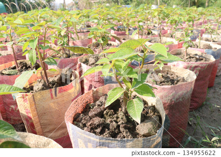 Poinsettia flower plant on nursery Poinsettia flower plant on nursery 134955622