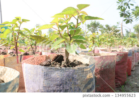 Poinsettia flower plant on nursery Poinsettia flower plant on nursery 134955623