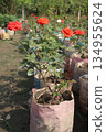 rose on tree on bag in farm for sell 134955624