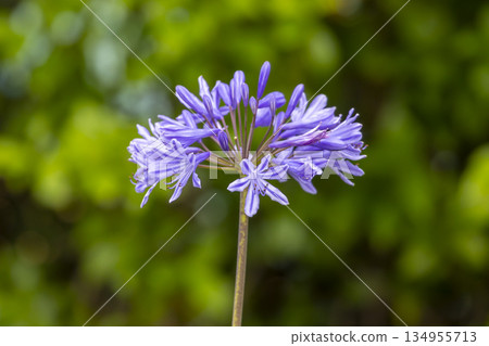 The petals of a purple Alfalfa flower head in a domestic garden The petals of a purple Alfalfa flower head in a domestic garden 134955713