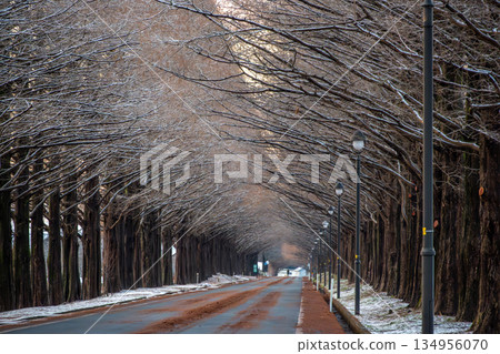 Makino Plateau Metasequoia Avenue Makino Plateau Metasequoia Avenue 134956070