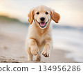 Golden retriever puppy running 134956286