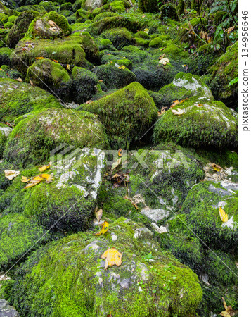 Vertical view a mossy forest with rocks and leaves. Vertical view a mossy forest with rocks and leaves. 134956646