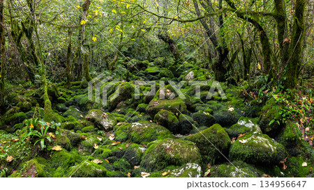 Fabulous forest panoramic view. Georgian nature. 134956647