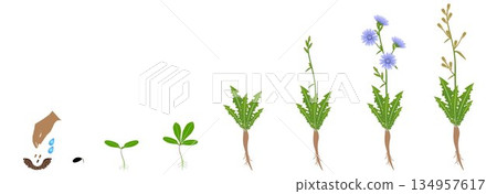 Cycle of growth of chicory plant isolated on a white background. Cycle of growth of chicory plant isolated on a white background. 134957617