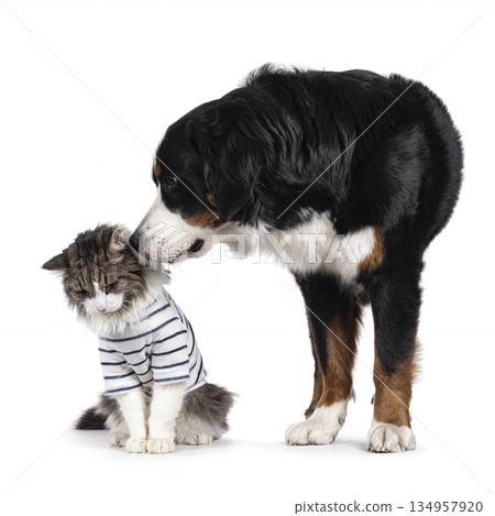 Berner Sennen dog on white background Berner Sennen dog on white background 134957920