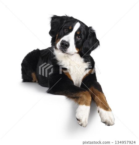 Berner Sennen dog on white background Berner Sennen dog on white background 134957924