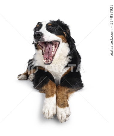 Berner Sennen dog on white background Berner Sennen dog on white background 134957925