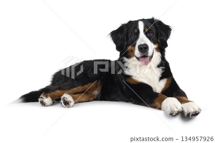 Berner Sennen dog on white background Berner Sennen dog on white background 134957926