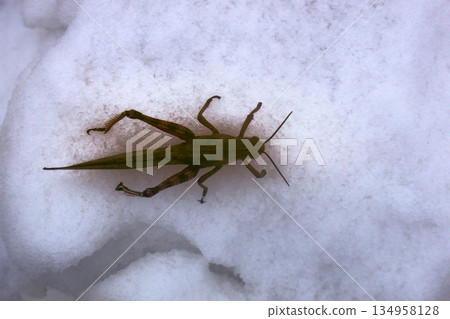 Snow fell on green grass and grasshopper spend winter Snow fell on green grass and grasshopper spend winter 134958128