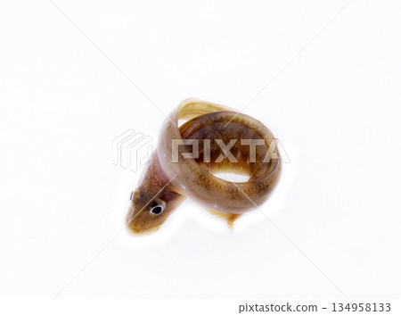 very attractive animal in different poses 134958133