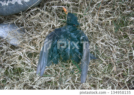 Corpse of Starling in grass 134958135