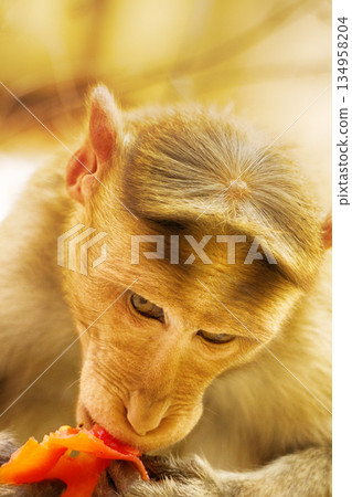 Entertaining portraits of Indian monkey 134958204