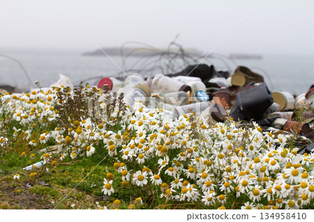 camomiles and dump camomiles and dump 134958410