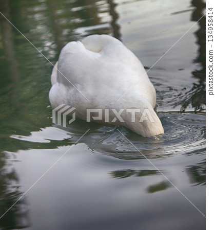 Mute Swan said most beautiful Regal bird Mute Swan said most beautiful Regal bird 134958414