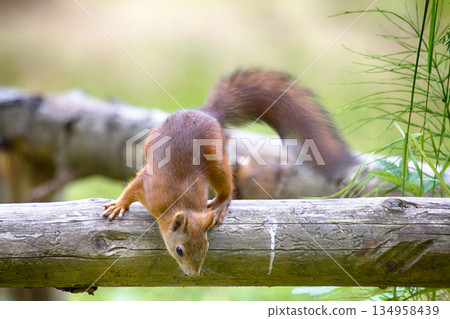 Red squirrel picks up seeds on path in Park 134958439