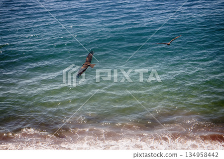 Kites fly over shore of Arabian sea 134958442