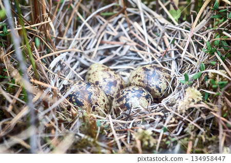 Snipe nest in sedge swamp 134958447