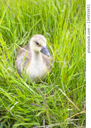 The goose sitting in a grass 134958451