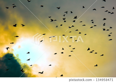Flock of pigeons in sunset sky Flock of pigeons in sunset sky 134958471