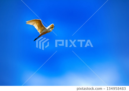 great egret (Egretta alba) in flight great egret (Egretta alba) in flight 134958483