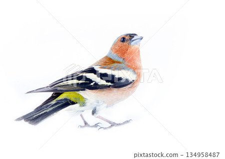 chaffinch (Fringilla coelebs) on white background 134958487